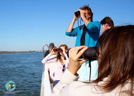 Desde La Isla Fuzeta: Tour De 2 Horas En Barco Para Observar Aves En Ria Formosa