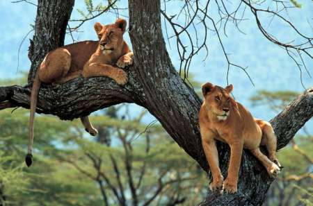 Safari Com Acampamento De 2 Dias Na Tanzânia
