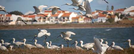 From Lisbon: Birdwatching Boat Tour In The Tagus Estuary