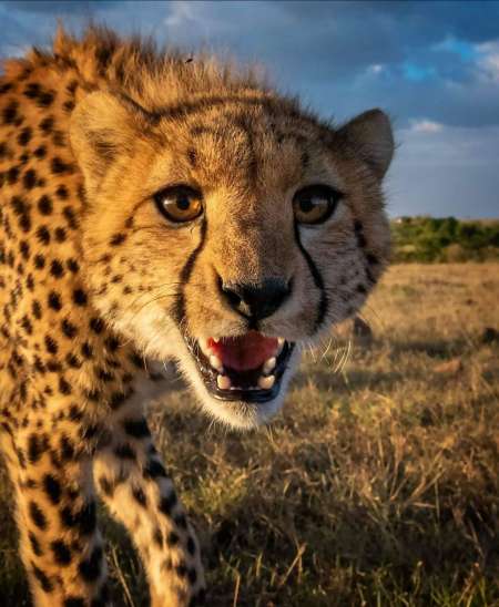 8 Days Budget Lodge Safari Trip In Tanzania