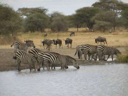 4-Tägige Luxus-Safari-Reise Von Nairobi: Masai Mara Migration