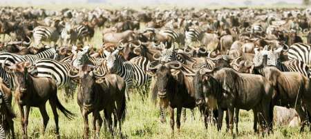 Safari De Groupe De 4 Jours En Tanzanie