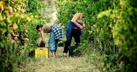 Aus Sorrent: Pompeji-Tour In Kleiner Gruppe Mit Weinprobe In Einem Weinberg