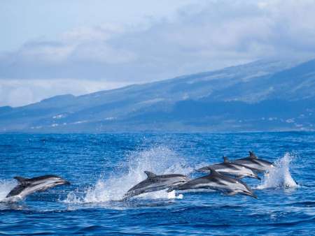 São Miguel Island: Swimming With Dolphins In Ponta Delgada