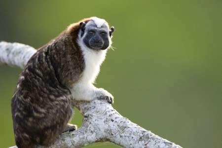 Von Panama City: Ausflug Nach Gamboa Und Besuch Der Affen