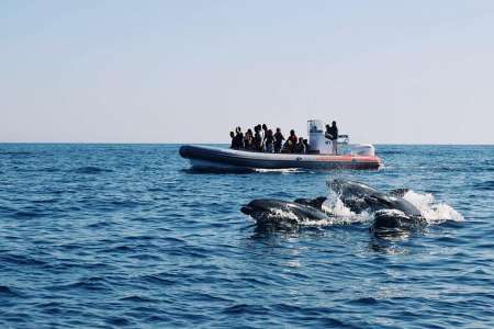Desde Albufeira: Recorrido En Barco A Las Cuevas De Benagil Y Avistamiento De Delfines