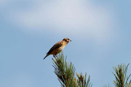 Beja: Visite Ornithologique Avec Pique-Nique Dans L’Alentejo