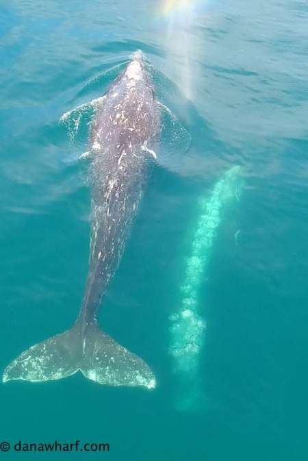 Dana Point: Visite D’Observation Des Baleines De 2 Heures Sur Un Navire Confortable
