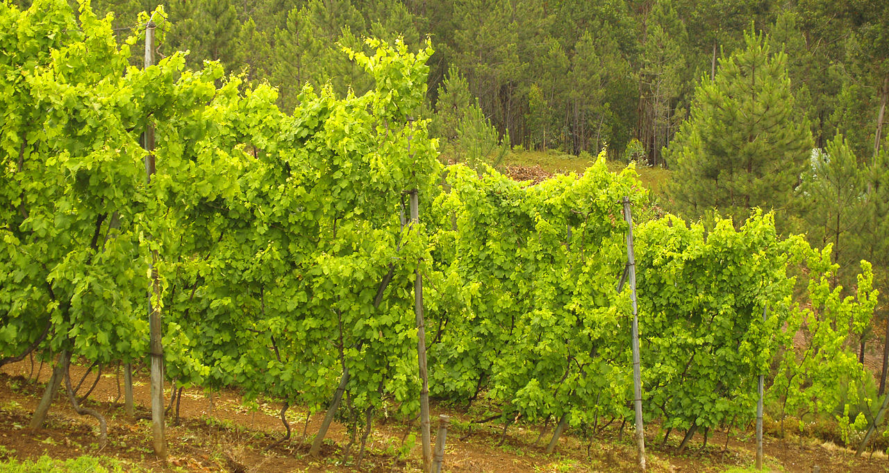 Vinho Verde Wine Region Top Tours and Tips | experitour.com