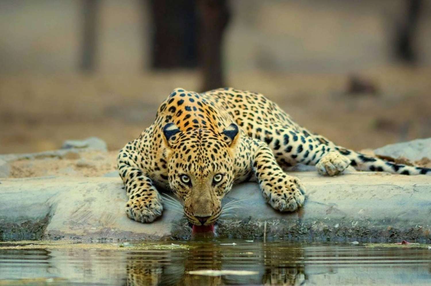 animal safari jaipur