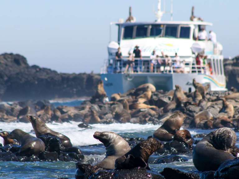 phillip island seal cruise