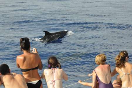Madeira: Excursión En Jeep Al Pico Arieiro Y Al Valle De Las Monjas + Observación De Delfines