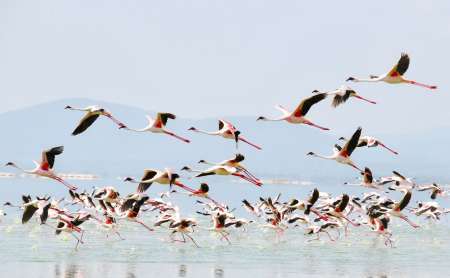 Viaje De Safari De 5 Días Por Kenia Al Lago Nakuru, Lago Naivasha Y Masai Mara