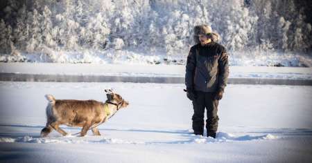 Treffen Und Verbinden Sie Sich Mit Einem Rentier Im Finnischen Lappland