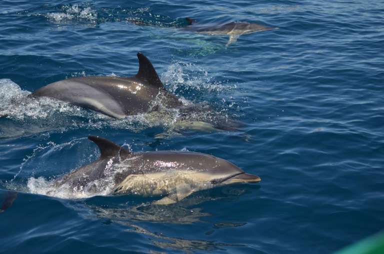 Dolphins And Benagil Caves Private Boat Tour In Albufeira | experitour.com