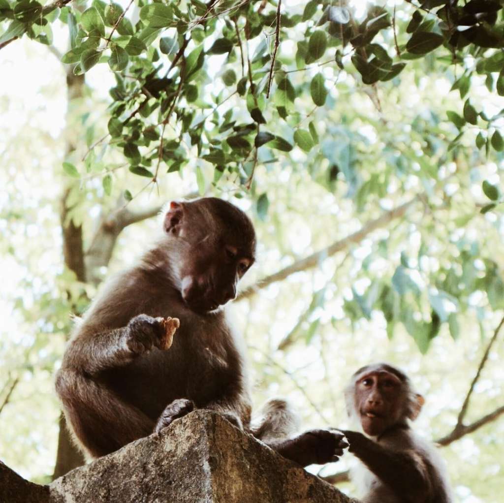 Of course, there are also smaller animals in the zoo ... they walk around loose and they stole those peanuts in their hands!