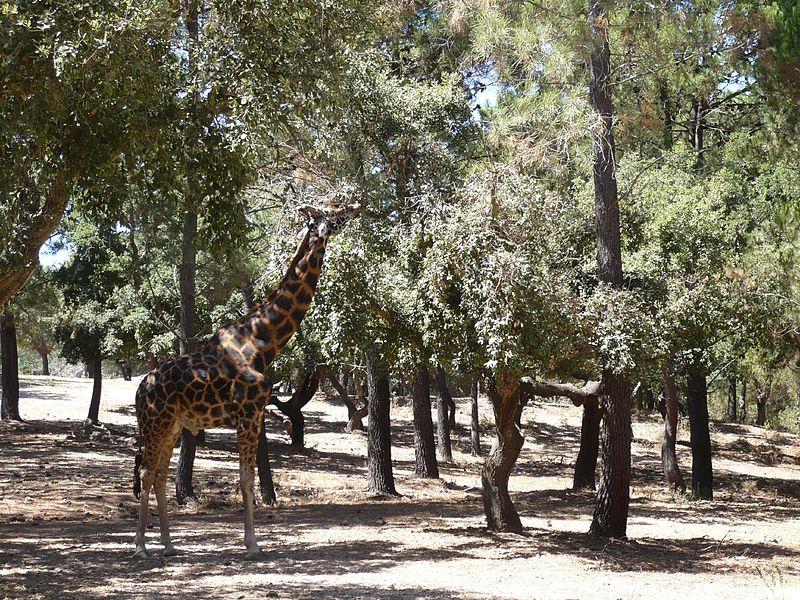 Top 5 Best Zoos To Visit In Portugal | Os melhores 5 Zoos para visitar em Portugal