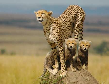 Safari Aventure De 8 Jours En Ouganda: Parc National De La Vallée De Kidepo Et Chutes De Sipi