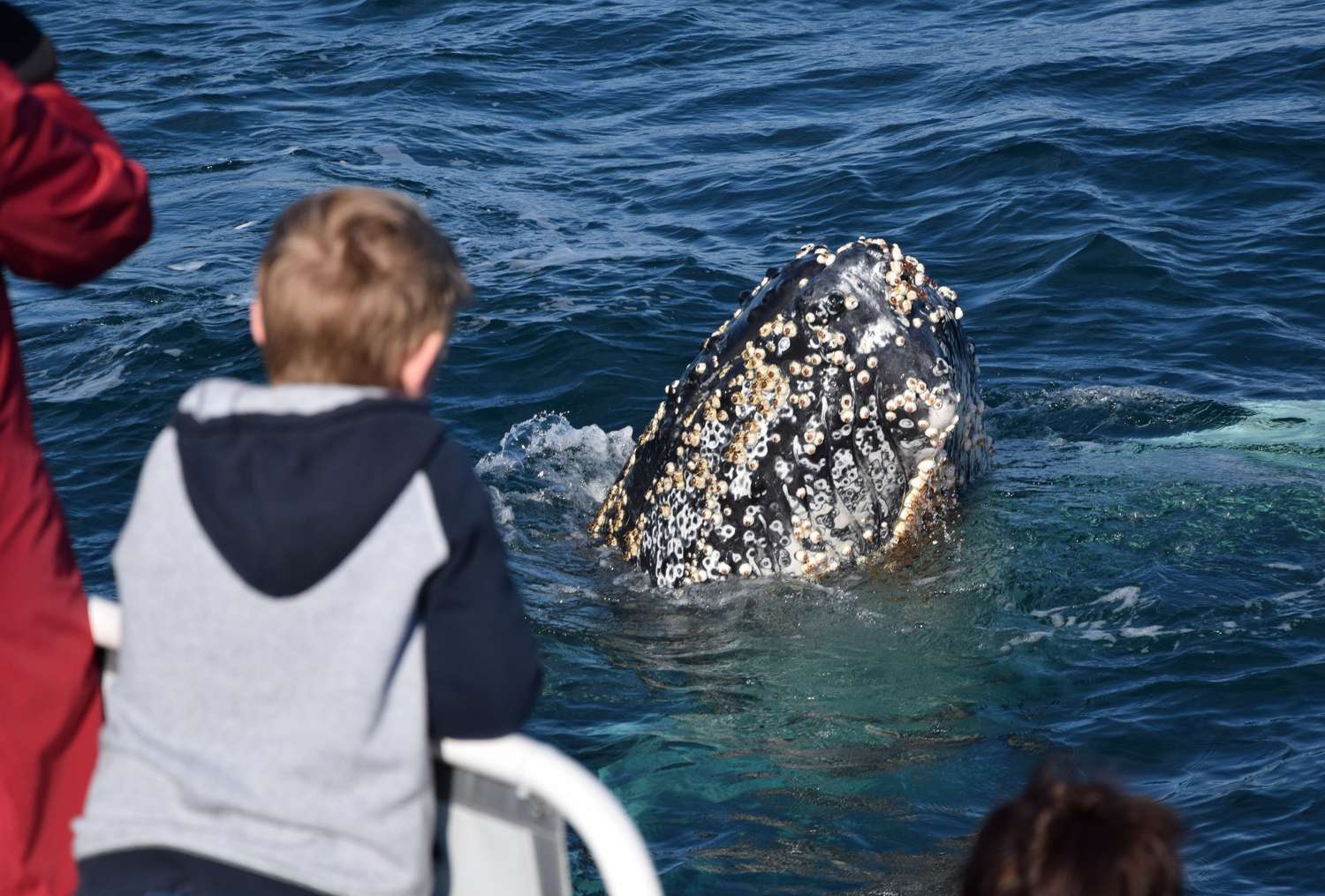 whale watching tour phillip island