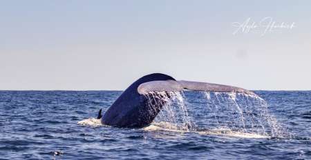 São Miguel Island: Half Day Whale And Dolphin Watching In The Azores From Ponta Delgada